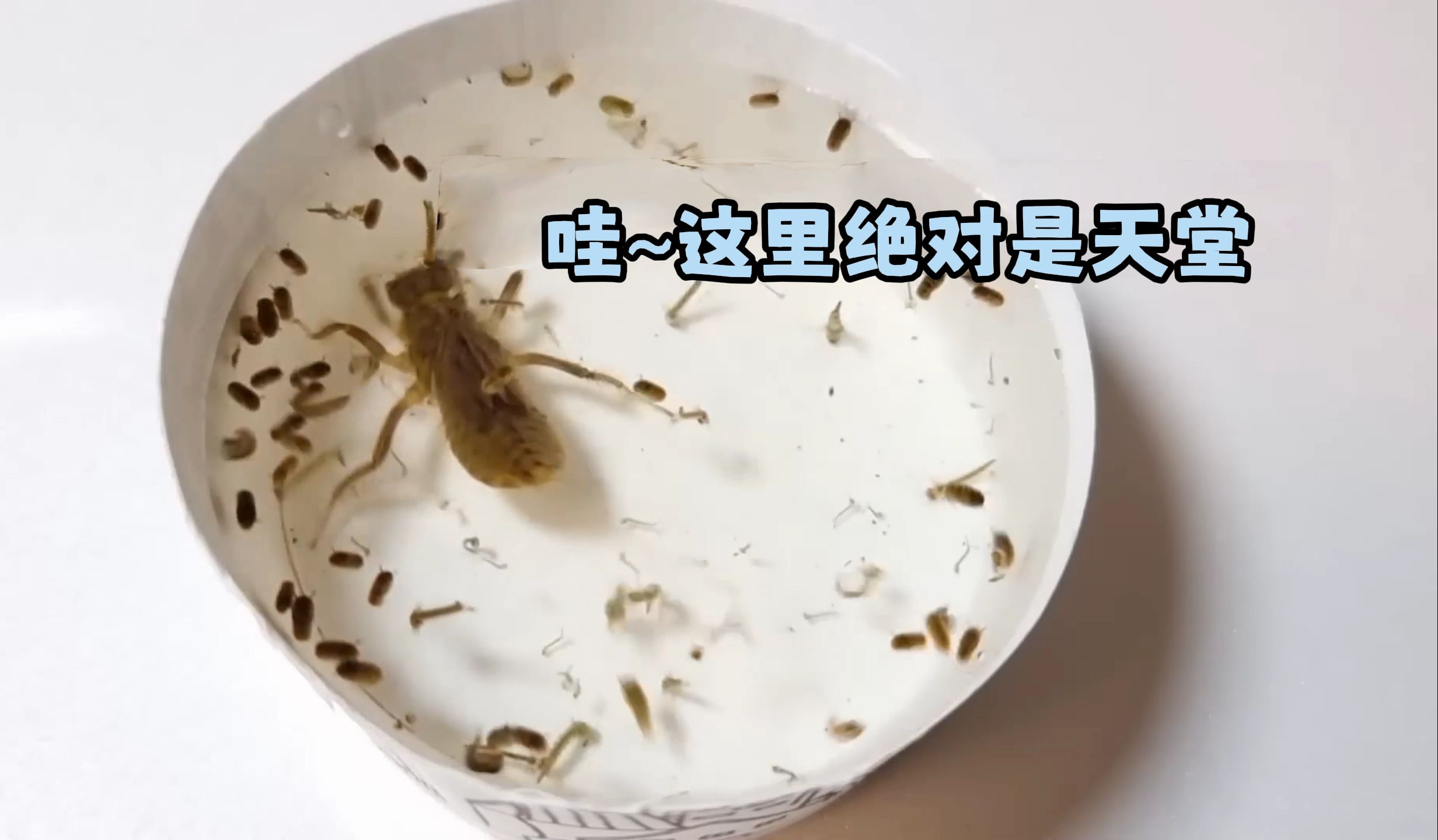 当一只蜻蜓幼虫放进蚊子幼虫堆里，会发生什么？