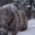 【自制 混剪】唯美东北虎镜头大合集 世界上最高颜值的动物