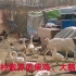 实拍北京六环外的郊区农村，野菜遍地，看这农家散养的柴鸡、大鹅多少钱？