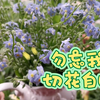 勿忘我切花自由！瓶插两个星期都没问题