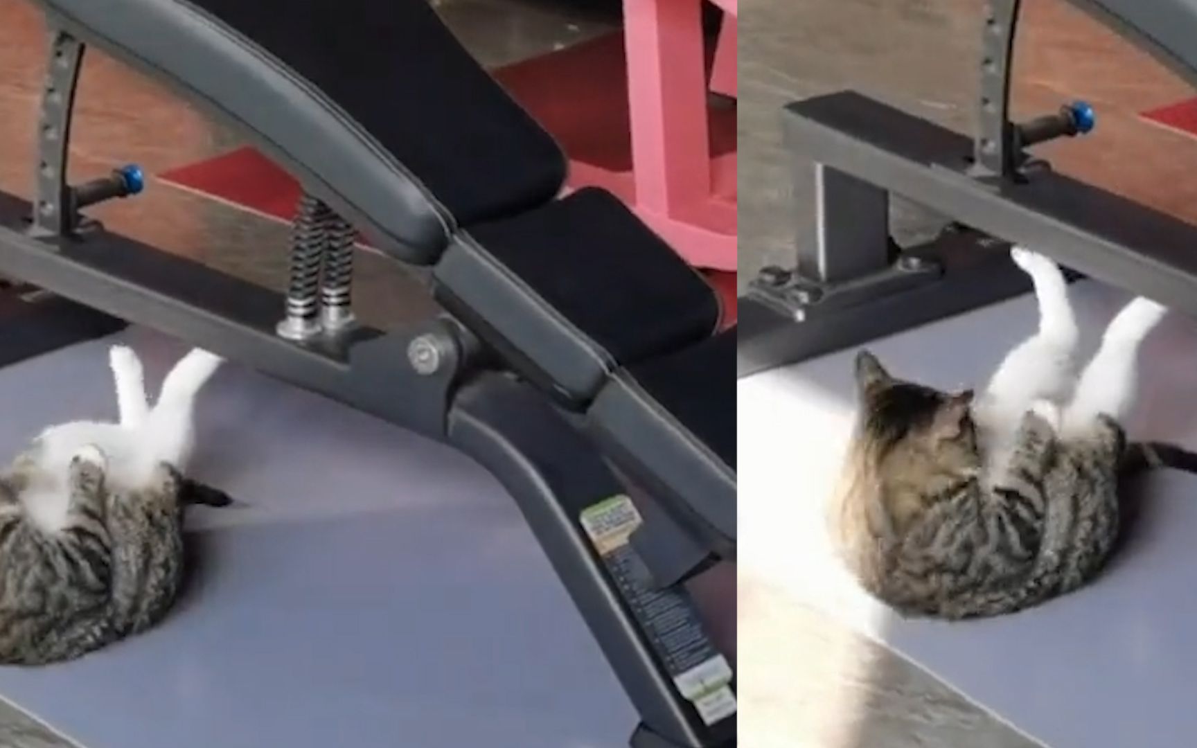 猫：这才是猛男该看的健身视频_哔哩哔哩_bilibili