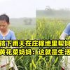 小男孩下雨天在庄稼地里帮妈妈抢收黄花菜妈妈：这就是生活
