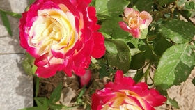5f2afcfb2a36ea77648bc123484a4fc8edd3b20f.jpg@280w_158h_1c_100q.jpg