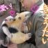 『食蚁兽』日本一动物园人工哺育出的兄弟俩感情可太好了！ || HIRO@sea【斑豆搬运】
