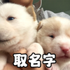 可爱的小狗，就应该取可爱的名字