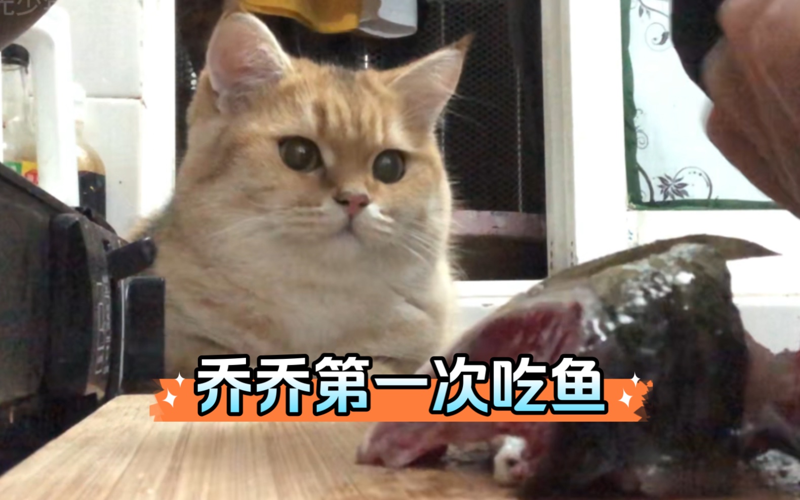 外卖小哥大古和他的猫｜今天乔乔第一次吃鱼，越吃越香！