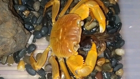 5f5f4135a30322cb2032604bb81068d0adabd2c1.jpg@280w_158h_1c_100q.jpg