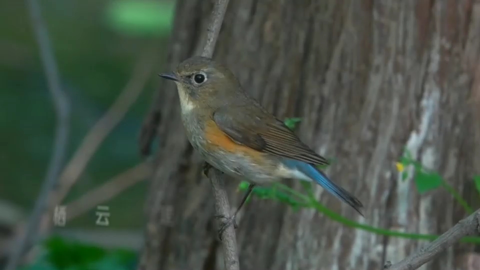 流行歌曲–山河图