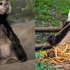旅美大熊猫疑遭虐待，官方解释：自然老去 ，网友：你以为我瞎？