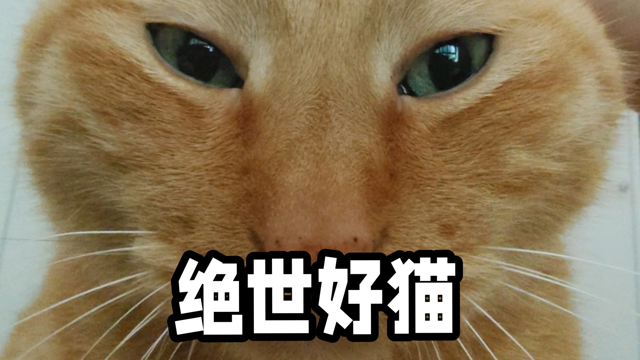 【绝世好猫】
