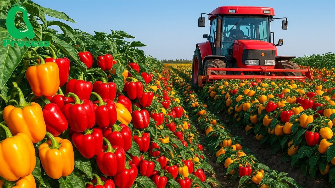 鲜脆甘甜的甜椒：揭秘它们从田间到餐桌的奇妙旅程