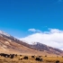 西藏风光如仙境，雪山草地牛羊群。雪域高原-西藏