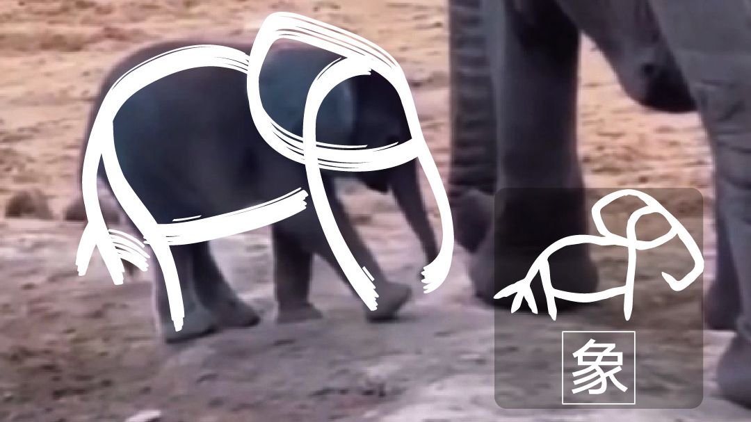 野生甲骨文又出没！原来小动物们是行走的“甲骨文”呀🐇~