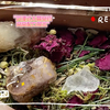 沉浸式水晶草药窝窝配方展示