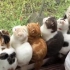 【猫咪】可爱猫咪日常搞笑合集