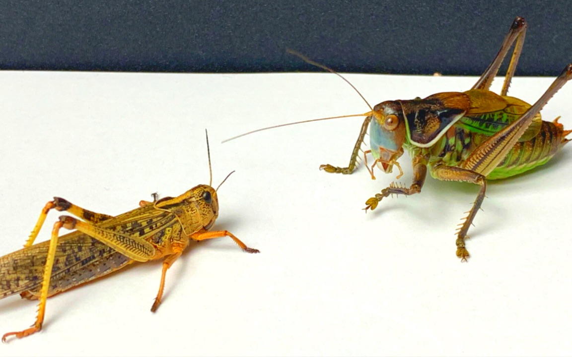 蝈蝈偶遇一只大蝗虫,致命打击一口吃爆一条腿，蝈蝈 vs 大蝗虫