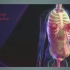 3D医学动画：女性生殖系统