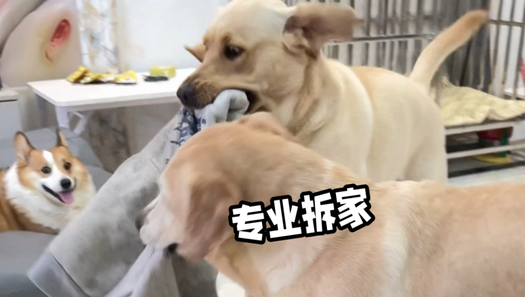 养了这些狗，我太难了！