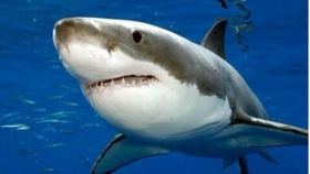 怎么才能快速获得大白鲨 5ff4855fb3ebae3a6f7aae9fc25b2c5cd5b372c5.jpg@280w_158h_1c_100q.jpg