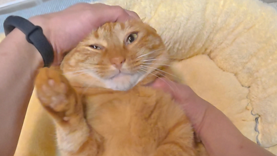 猫咪一定很舒服吧