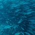f185 超唯美梦幻童话世界蓝色海洋海底水族馆庞大鱼群海洋鱼类游动小鱼儿特写神奇大自然视频