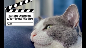 怎么做玩具小猫咪 601bfc01248203850e07da5d1045251533ad7de8.jpg@280w_158h_1c_100q.jpg