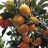 让橘子树果实累累的秘诀，分享一下果树种植经验