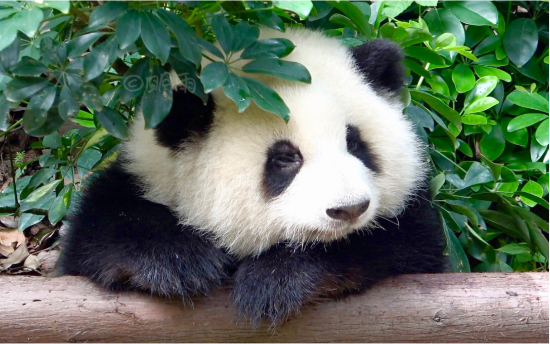 【大熊猫和花】好可爱哦！花花在灌木丛中打盹儿休息
