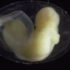 观看蝾螈，从一个细胞分裂生长成个体的过程-短片展示