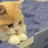 玩电脑的时候，猫咪喜欢打扰怎么办？