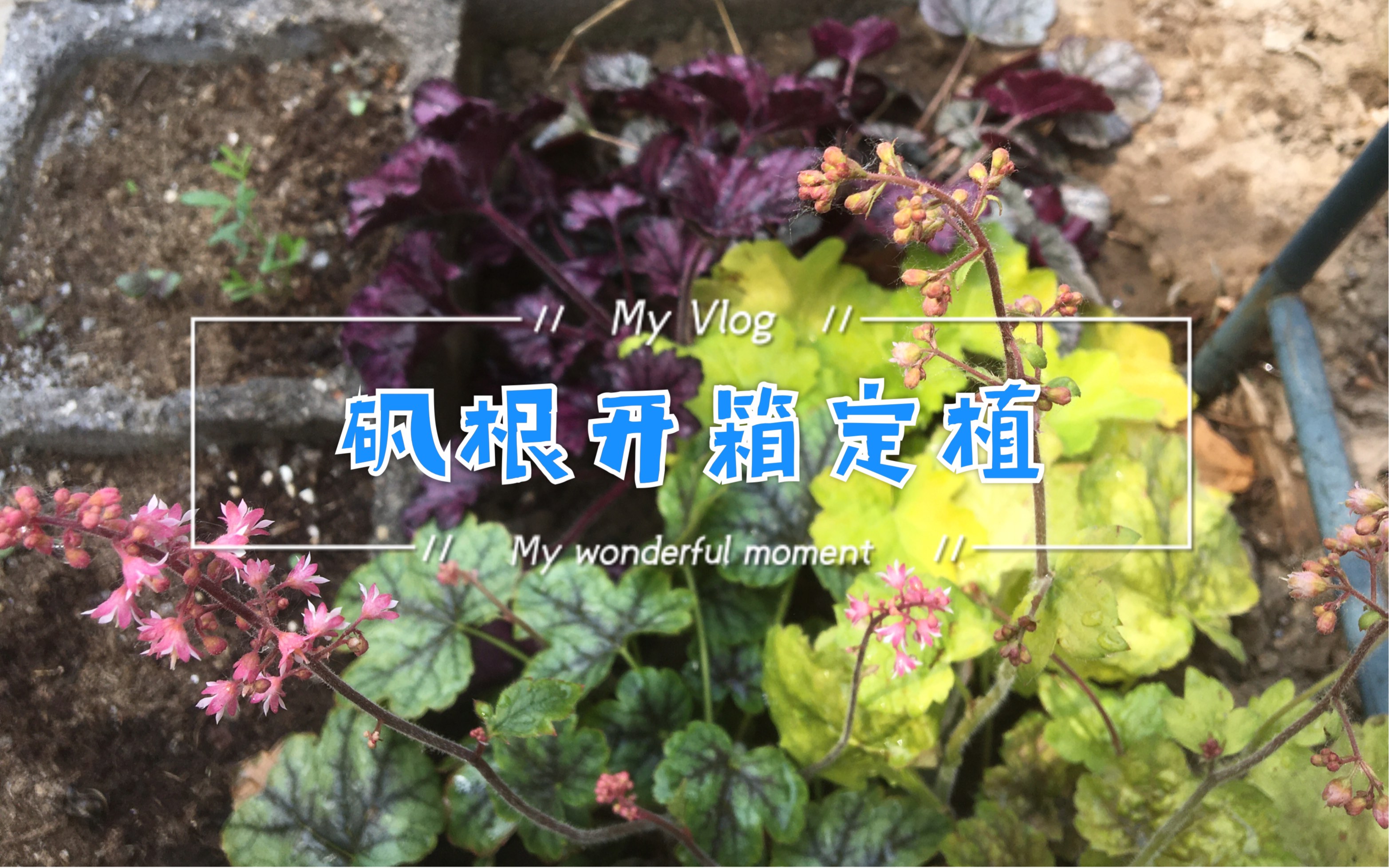 【种花Vlog】vol.2矾根开箱定植//2020种花vlog//和我一起种花吧//Garden Journal//miya手作哔哩哔哩bilibili