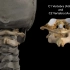 颈椎的解剖结构