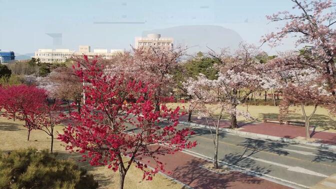 Vlog #2 | Kyungpook National University Cherry Blossom | 庆北国立大学 大邱校区 四月樱花