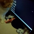 【猫】和猫一起玩电脑