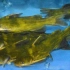 黄颡鱼高产养殖技术 黄颡鱼养殖大全 养殖的注意事项