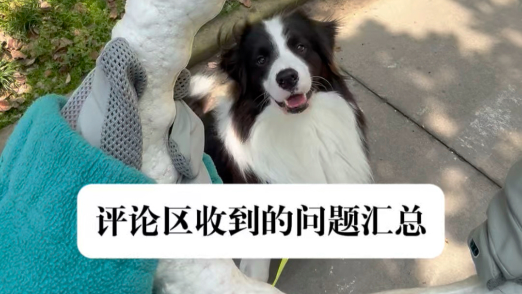 一起遛狗呀｜完整的一次遛狗 顺便答疑