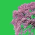 视频素材 ▏k854 4K画质唯美浪漫粉色樱花树樱花盛开绿屏抠像蓝屏抠像视频后期特效合成动态视频素材