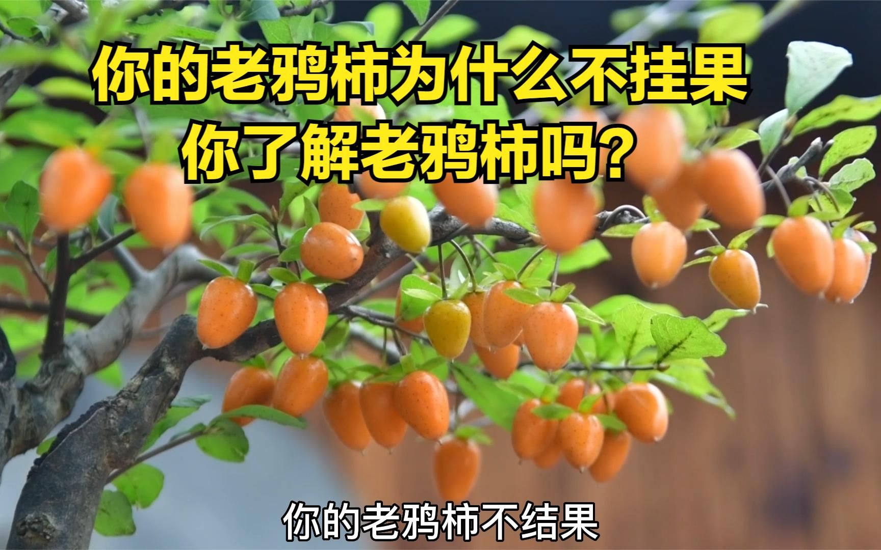 你的老鸦柿为什么不挂果，你了解老鸦柿吗？