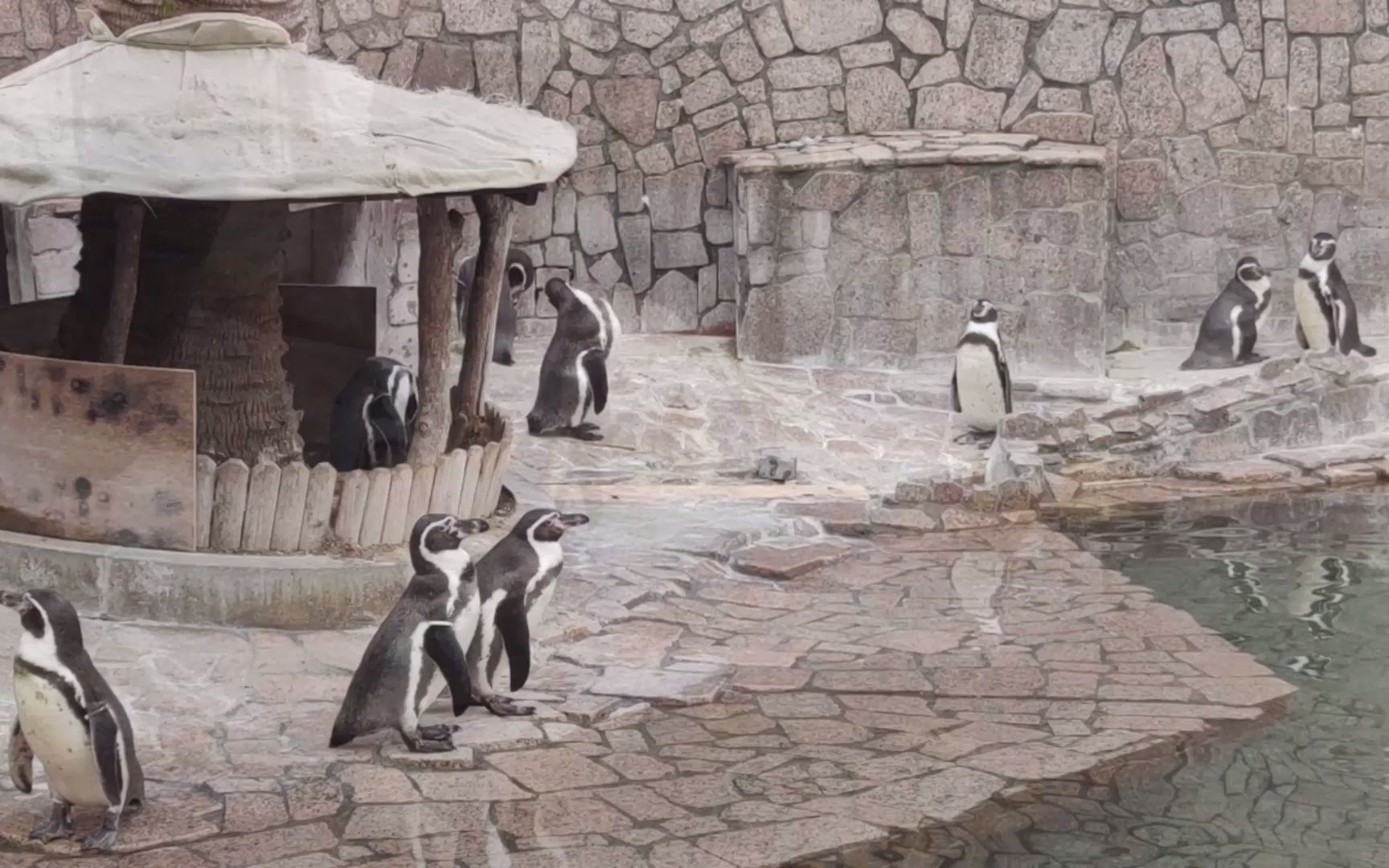 j江户川自然动物园的企鹅们自由地游泳