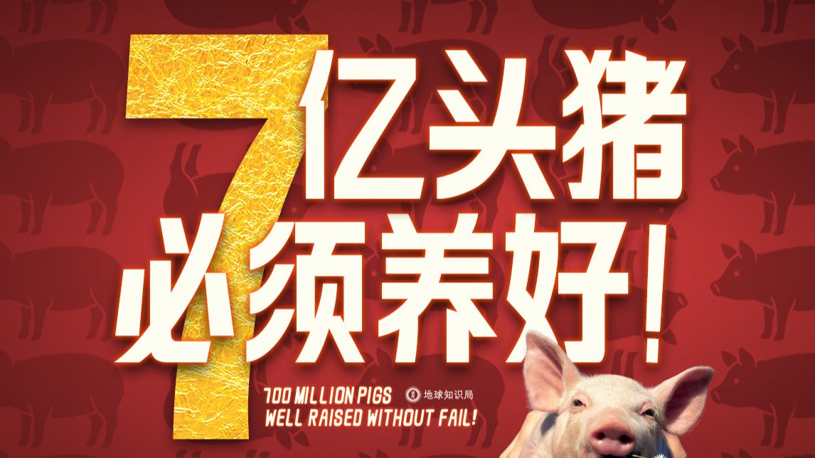 中国这7亿头猪，必须养好！