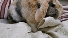 60c7a6ad6c6e1dfdcf2c5097b965b51e0427f4e7.jpg@280w_158h_1c_100q.jpg