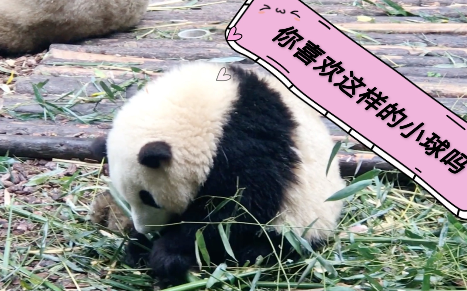 熊猫洗淋浴、河马吃西瓜……“花式降温”萌萌哒 - 封面新闻