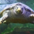 静静看海龟游泳，像在水里飞翔