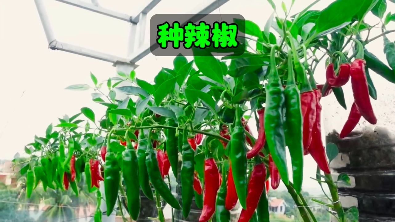 耗时105天，记录在家种植辣椒的全过程！