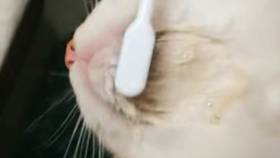 611a6db286ad56345bc1a8e1b41d3f10734a26de.jpg@280w_158h_1c_100q.jpg
