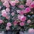 “我的院子里种有四万万朵玫瑰。”