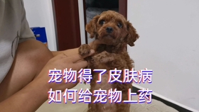 狗为啥会有皮肤病 6137c1b255bf40aa4e33112bbbab6ee485355206.jpg@280w_158h_1c_100q.jpg