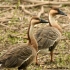 南海子公园里生活着一群悠闲的鸿雁