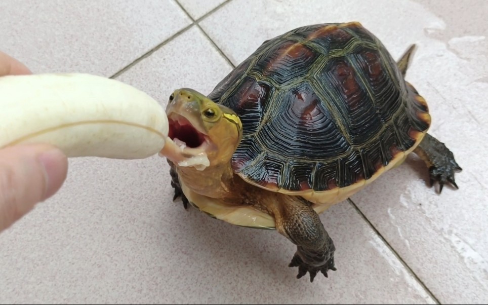 养了9年的黄缘盒龟喜欢吃香蕉，这种龟像小狗一样，互动特别好