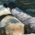 熊猫:一人一熊，其乐融融！